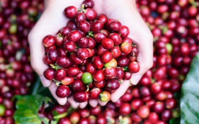 附图。图自cafef.vn 越南对中国的咖啡出口急剧增长 ảnh 1