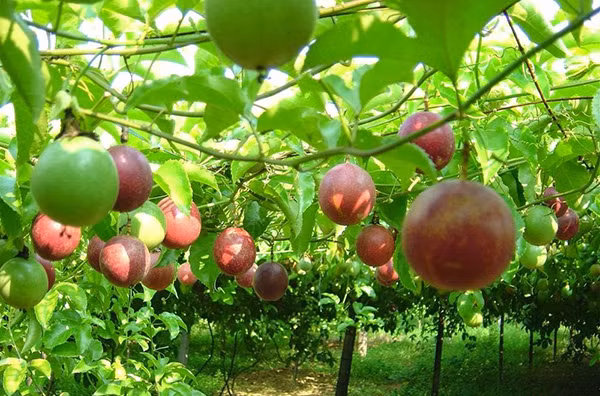 越南百香果以正贸方式向中国出口 ảnh 1