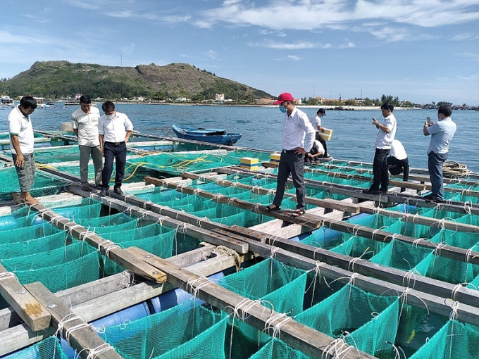 李山岛试点展开海胆养殖模式。图自互联网 李山岛试点展开海胆养殖模式 ảnh 1