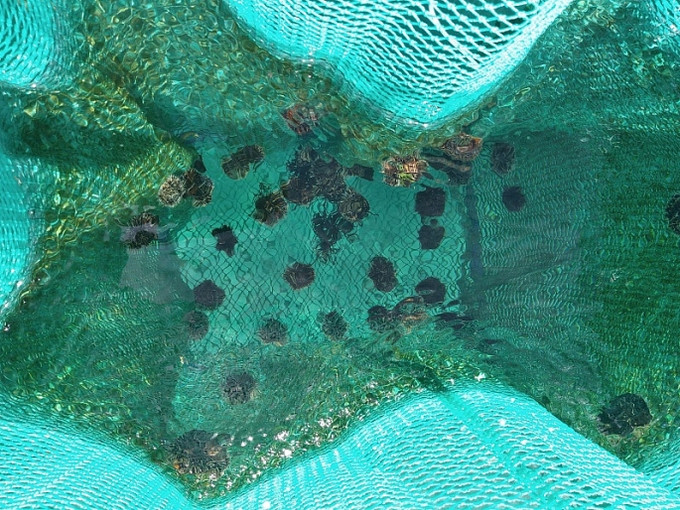 李山岛试点展开海胆养殖模式。图自互联网 李山岛试点展开海胆养殖模式 ảnh 2