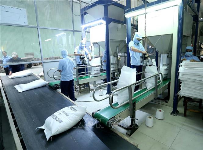 2022年前8个月,越南大米出口量达逾479万吨,同比增长20.7%。图自越通社 越南大米出口有望超额完成既定计划 ảnh 2