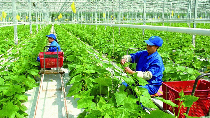 资料图。图自baovanhoa.vn 以思维方式变革推动农业绿色低碳可持续发展 ảnh 1