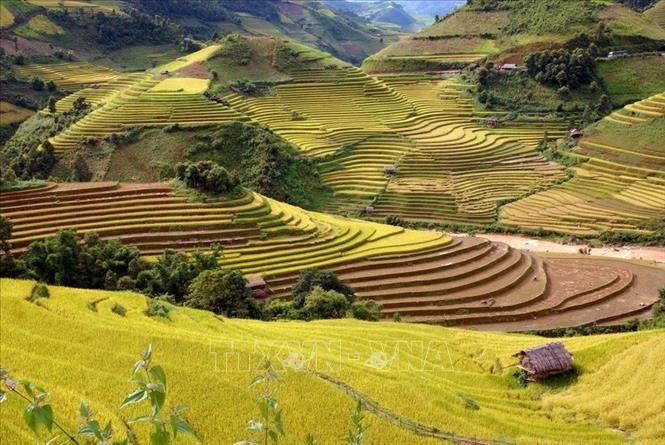 越南安沛省木江界梯田。图自越通社 越南安沛省木江界梯田风光登上法国新闻社 ảnh 1