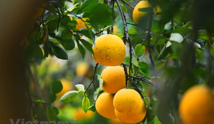 美国为越南柚子产品打开市场大门 ảnh 1