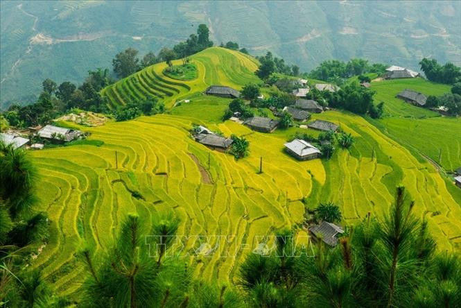 梯田是世界上许多民族在丘陵坡地上的一种耕作方式。图自越通社 2021年“走遍黄树皮梯田遗产之旅”文化周活动预计于9月份举行 ảnh 2