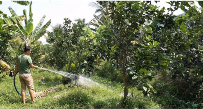 受干旱和海水入侵袭击中期和后期的绿皮柚子栽培注意事项 ảnh 2