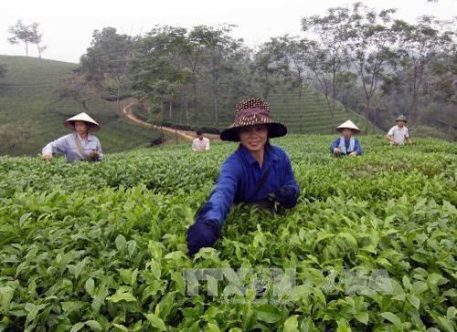 富寿省努力为茶叶产品申请品牌认证。图自越通社 富寿省努力为茶叶产品申请品牌认证 ảnh 1