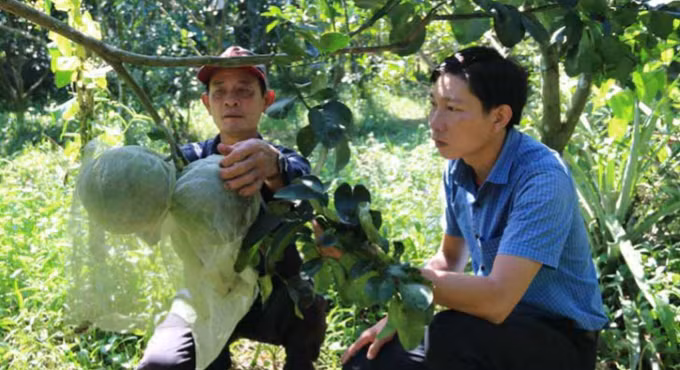 受干旱和海水入侵袭击中期和后期的绿皮柚子栽培注意事项 ảnh 1