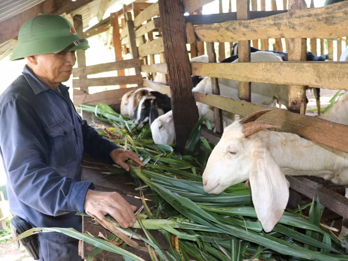 福明乡布三村的茑政农民一家获得优惠贷款后就投入养殖活动，并获得了远高于以前的经济效益