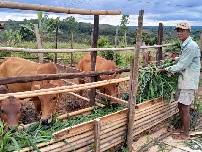福明乡平佳村的曾二农民家庭获得布亚摩社会政策银行的贷款后投入榴莲园栽培活动