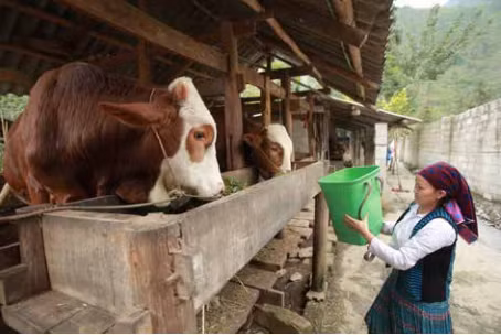 在高温天气中饲养水牛和黄牛 ảnh 1