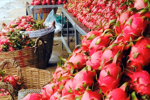 促进越南火龙果进军澳新市场 ảnh 1