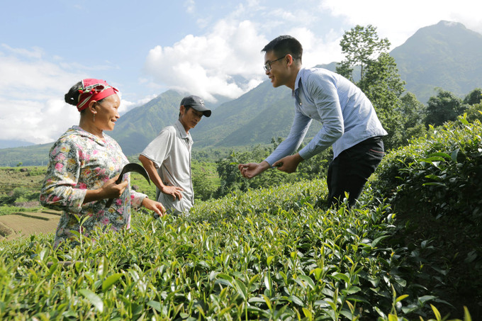 莱州省农业部门干部对当地同胞介绍采茶技术 三塘茶叶——越南莱州省的“绿金” ảnh 1