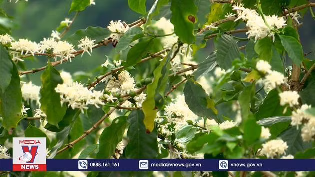 山罗省：咖啡花飘香 富农家 ảnh 1