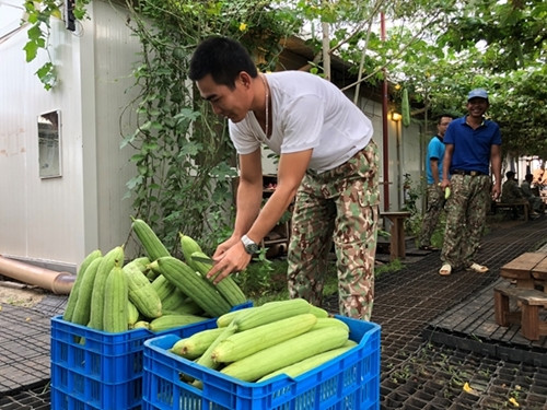 一号医院官兵收获他们亲手种的丝瓜。图自《人民军队报》 越南参加南苏丹维和任务:将越南带到本提乌 ảnh 1