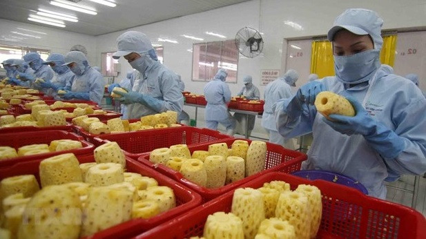 近年来,蔬菜和水果对农林渔业产品出口总额的贡献越来越大。图自越通社 越南果蔬出口:市场空间大 质量要求高 ảnh 2
