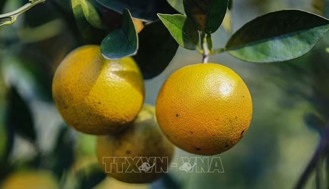 越南特产高丰橙子正式在英国市场销售 ảnh 1