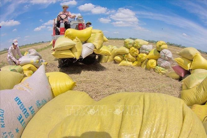 越南大米出口价格上涨近10%。图自越通社 越南大米出口价格上涨近10% ảnh 2