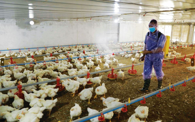 换季期间预防鸡病的方法 ảnh 2