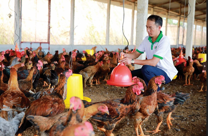 换季期间预防鸡病的方法 ảnh 1