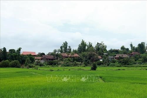 芒峰革命基地一片又一片绿油油的稻田。图自越通社 芒峰革命基地面貌焕然一新 ảnh 2