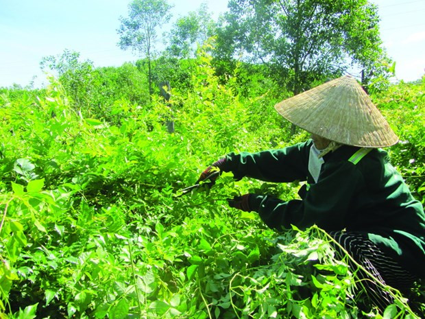 拉泽赫蛇葡萄正成为东江县戈都族同胞的脱贫经济作物 拉泽赫蛇葡萄 ảnh 1