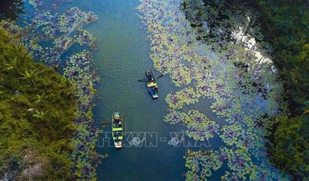 旅游业数字化革命：先锋企业的作用 ảnh 1