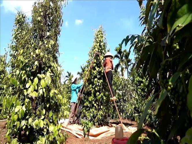 嘉莱省农民正在采收胡椒。