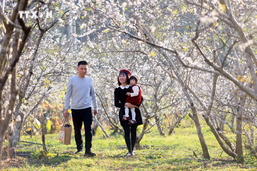 游客们参观山罗省李子园。图自越通社