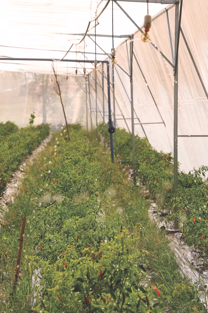 Tra Vinh tim nuoc ngot cho vung han man 11B.JPG