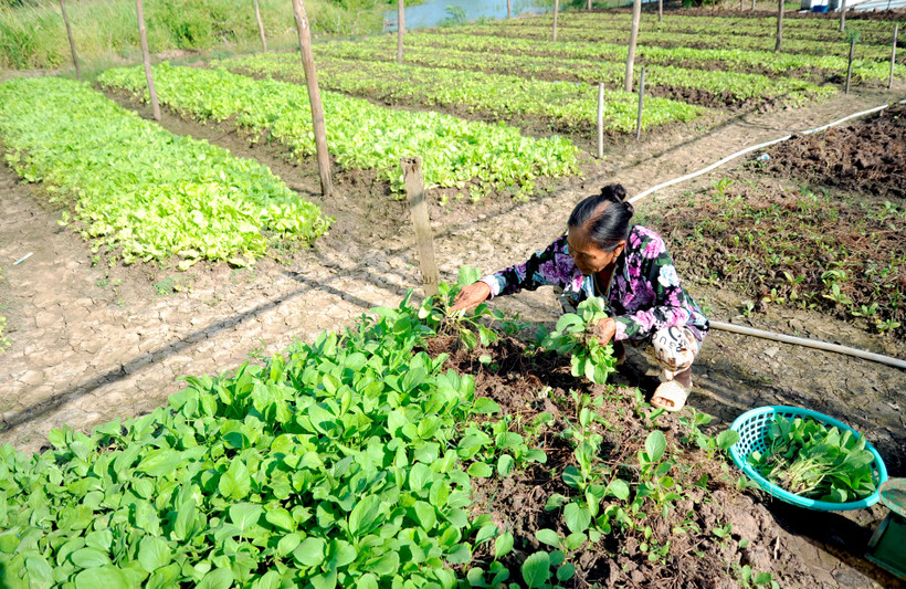 金瓯省富新县农作物种植模式取得高效