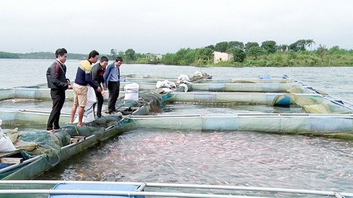 网箱养鱼模式帮助奠边省居民提高收入