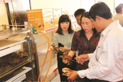 金瓯省南根的螃蟹
