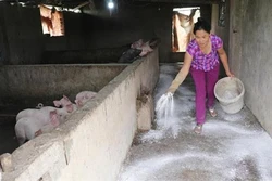 FAO建议越南宣布进入“非洲猪瘟紧急状态”这一消息是不属实