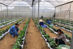 越南种植业力争2019年出口额达210亿美元