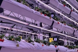 马来西亚和泰国应用新加坡技术种植高产草莓