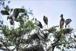越南生物多样性位居世界16位