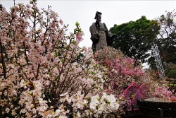 2019年河内日本樱花节开幕