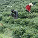 为少数民族同胞提供宅基地和生产用地支持