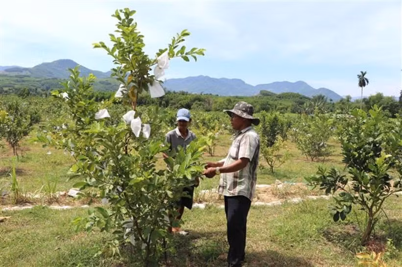 广义省山灵乡朗茶村丁文诗先生引导村民照料番石榴树。图自越通社