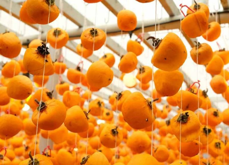 柿子在塑料薄膜温室中悬挂约 20 天，温度保持在 25-30°C，湿度低于 70%，以确保最佳品质