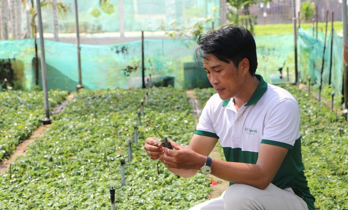 广义省卫江乡义协农业花卉服务合作社社长陈光日检查玫瑰苗。图自https://dantocmiennui.baotintuc.vn/