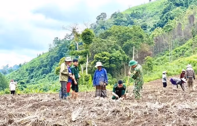 广治省边防部队向逢边防屯的干部战士默默地、坚持不懈地与当地同胞携手共建丰收季节。图：越通社发