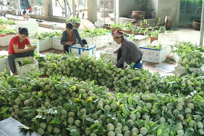 番荔枝——谅山省山区同胞“致富之树”。图自越通社