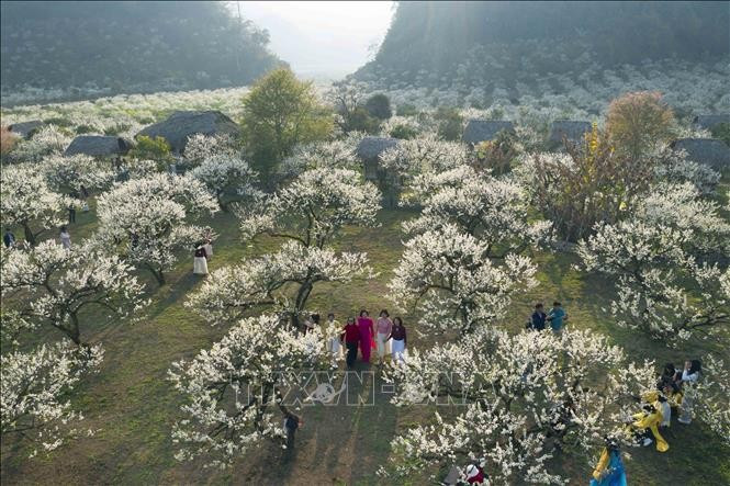 山罗省木州高原上李花盛开, 白茫茫一片犹如白雪覆盖。
