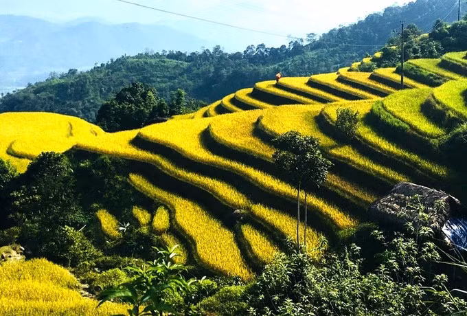 在秋日阳光下，宣光省清水乡沙斌村的梯田仿佛被一望无际的成熟稻米镀上了一层金光。图自越通社