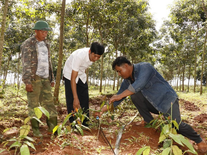 石盛（右）分享在橡胶林下种植买麻藤的经验。图自越通社