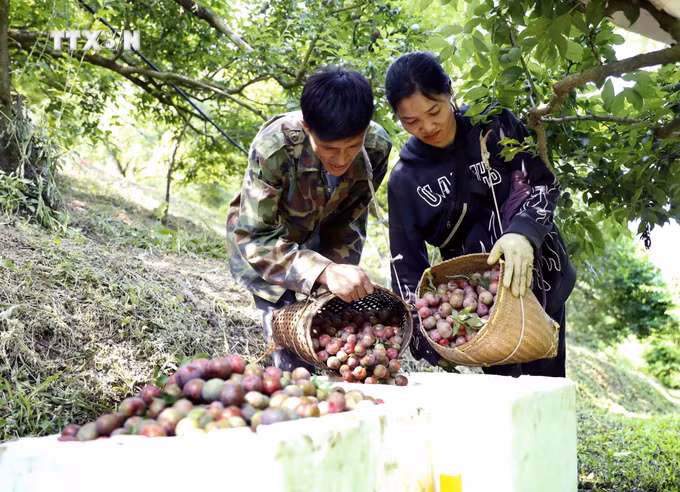 vna-potal-man-chin-som-duoc-mua-duoc-gia-nguoi-trong-man-son-la-rat-phan-khoi-8676880.jpg