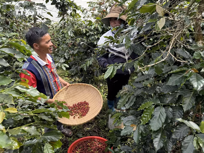 vna_potal-dong-bao-kho-tai-lam-dong-xay-dung-thuong-hieu-ca-phe-ocop-tren-cao-nguyen-langbiang-8403111.jpg