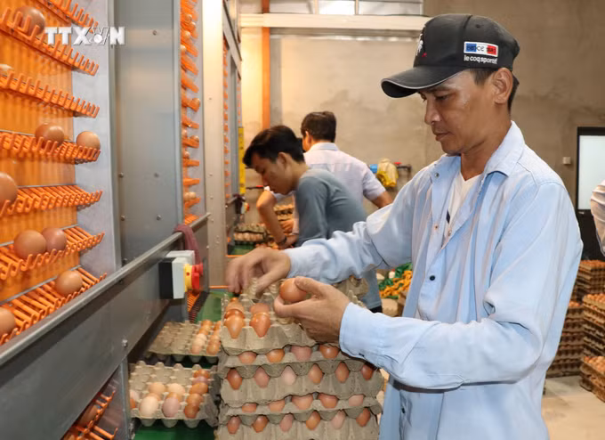 vna_potal-vinh-long-phat-trien-chan-nuoi-cong-nghe-cao-va-khai-thac-loi-the-vung-9032653.jpg